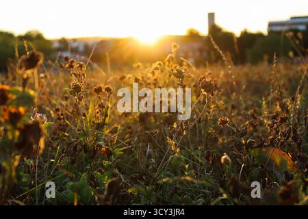 The sun setting behind a field Stock Photo