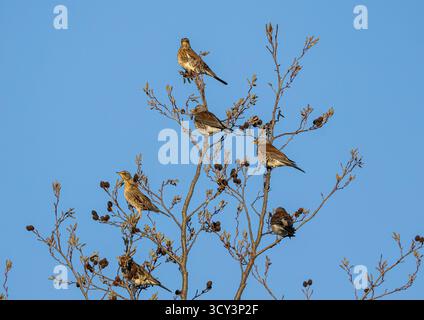 A flock of colourful winter migrants from Scandinavia . Fieldfares, (Turdus pilaris)  flying in to perch on Alder trees at a farm . Suffolk. UK Stock Photo