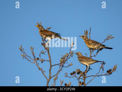 A flock of colourful winter migrants from Scandinavia . Fieldfares, (Turdus pilaris)  flying in to perch on Alder trees at a farm . Suffolk. UK Stock Photo