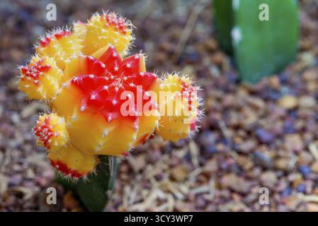 Close up colorful small cactus plant with beautiful yellow and red flower blossom on the tree of Ruby Ball, grafted cactus or Moon Cactus, Macro of Gy Stock Photo