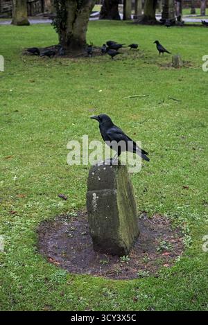 Carrion Crow standing on an 18th century headstone in Greyfriar's Kirkyard, Edinburgh, Scotland, UK. Stock Photo