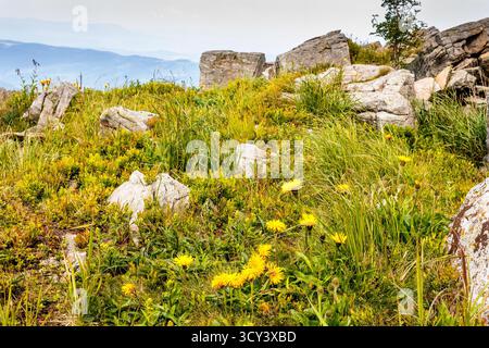 alpine landscape with yellow dandelions on meadow in spring. green nature background with blooming flowers in mountains of ukraine. scenic floral wall Stock Photo