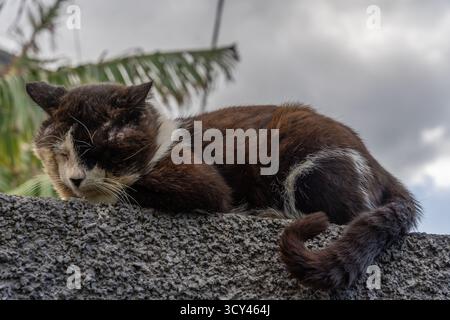 Old stray cat resting peacefully on a stone wall Stock Photo