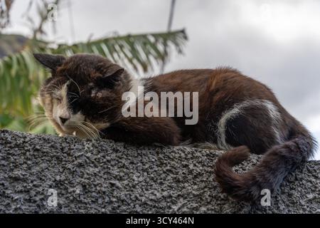 Old stray cat resting peacefully on a stone wall Stock Photo
