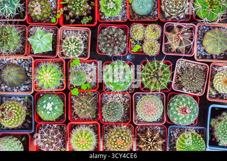 Different types of cacti in pots, top view Stock Photo