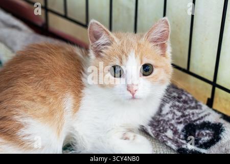 An orange and white kitten with curious eyes rests on a blanket in a shelter cage, radiating warmth and hope for adoption Stock Photo