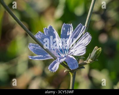 Closeup view of bright lavender blue flower of wild cichorium intybus aka common chicory blooming in sunny meadow Stock Photo