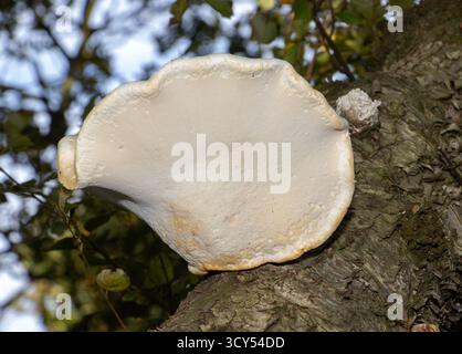 A common bracket fungus, the Birch Polypore is species specific to infest Silver Birch trees. The underside of the bracket is covered in minute pores Stock Photo
