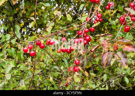 Wild cherries, Prunus avium, growing in a Norfolk hedgerow. Stock Photo