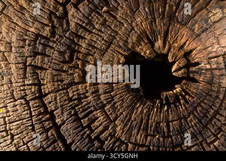 Cut tree trunk with detailed textures and cracks, many ants and various insects crawling on rough bark, highlighting nature’s decay and biodiversity. Stock Photo