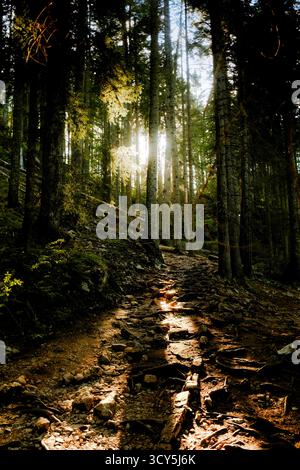 Sunlight streaming through tall pine trees along a rocky forest trail, creating a warm and peaceful atmosphere in the woods Stock Photo