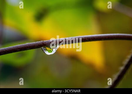 A macro photograph of a single raindrop delicately hanging from a brown twig, reflecting the surrounding autumn colors. The blurred green and yellow b Stock Photo