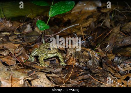 Toad Fact File American toads (Anaxyrus americanus), toad