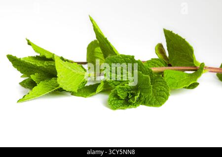 Close-up of fresh mint leaves showcases their texture and vibrant green color against a white background. Stock Photo