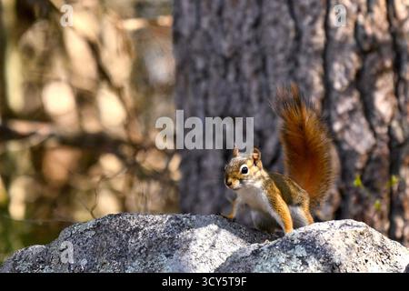 Red Squirrel sitting on rocks in front of tree trunk. Stock Photo