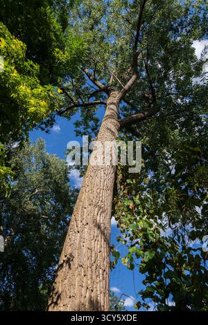 Hybrid Black-poplar (Populus × canadensis Stock Photo - Alamy