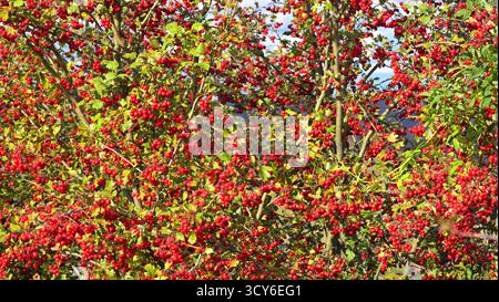 Hawthorn berries on the branches of a tree in autumn. Crataegus monogyna. Bright red hawthorn berries densely cover the branches of a tree in autumn. Stock Photo
