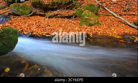 Mountain stream water flowing between mossy rocks and fallen ochre leaves. Mountain stream flows over smooth rocks covered in lush green moss. Stock Photo