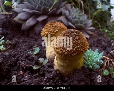 Two shaggy brown mushrooms growing in moist garden soil, surrounded by green succulents and small plants. A vivid example of biodiversity. Stock Photo