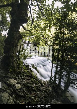 Wtaerfall Tree Vibrant mossy roots and trees in the Black Forest Schwarzwald woodland ...