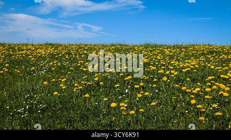 Blooming yellow dandelion field with white daisies under blue sky in spring countryside landscape. Stock Photo