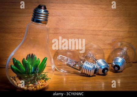 Three clear light bulbs lie on wood beside a fourth bulb repurposed as a terrarium with a succulent, pebbles, and moss. Stock Photo