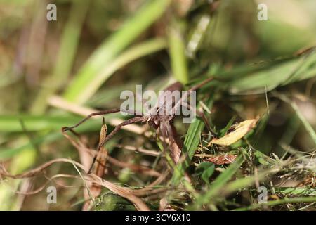 Close-up shot of a spider crawling in the grass Stock Photo