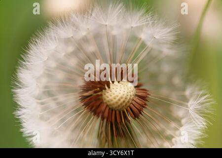 Close-up shot of a dandelion seed head half blown with delicate fluff Stock Photo