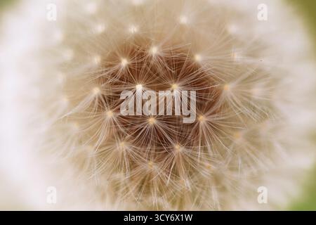 Macro shot of a dandelion seed head Stock Photo