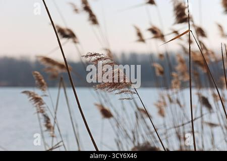 Close-up shot a dry reed at the riverside in soft natural light Stock Photo