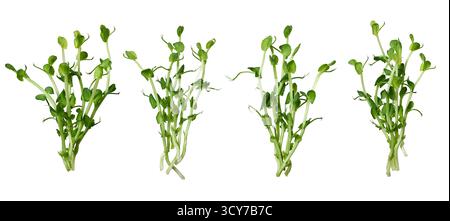 Fresh bunches of pea microgreens isolated on white background Stock Photo