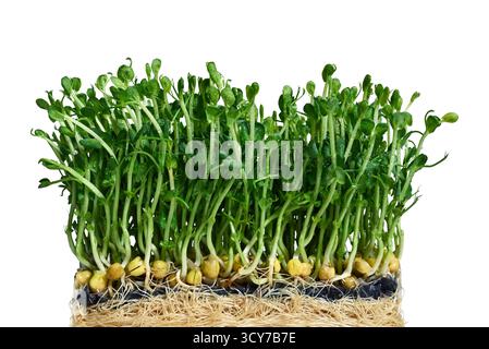 Fresh pea microgreens isolated on white background, sprouted pea shoots. Stock Photo