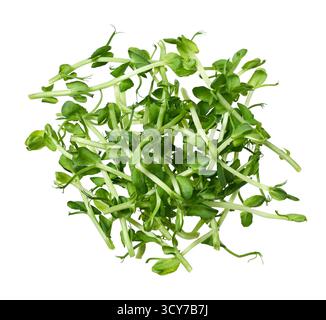A pile of fresh pea sprouts isolated on white background, top view. Stock Photo