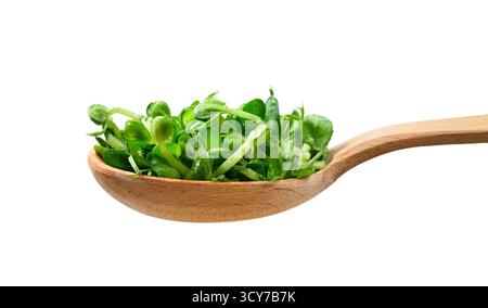 Close-up of wooden spoon with pea microgreens isolated on white background. Stock Photo