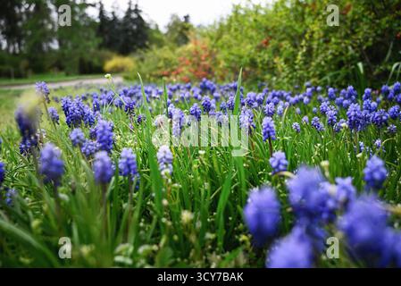 Meadow with blooming Blue Muscari in the botanical garden. Spring background. Stock Photo