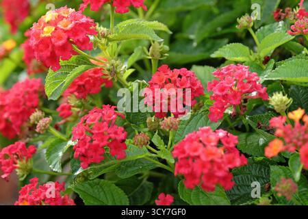 Red and yellow Lantana camara, also known as wild sage,Bandana Red, in flower. Stock Photo