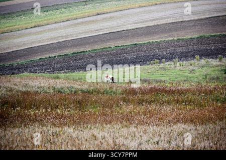 Peaceful rural landscape with a cow grazing in a meadow, fields with different crops and brown high grass on a cloudy day in the countryside. Stock Photo