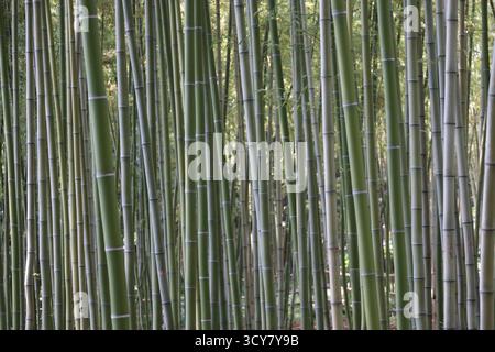 Green bamboo fence texture, bamboo background. bamboo forest pattern. Green bamboo fence backdrop and pattern. . High quality photo Stock Photo
