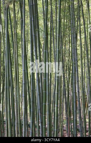 Green bamboo fence texture, bamboo background. bamboo forest pattern. Green bamboo fence backdrop and pattern. . High quality photo Stock Photo