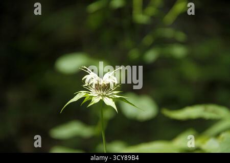 Monarda clinopodia plant in bloom in Virginia, USA Stock Photo