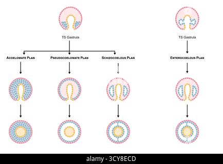 Illustration of the development of an acoelomate body, showing the ...