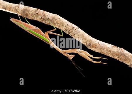 Praying Mantis (Tenodera aridifolia sinensis) on a black background Stock Photo