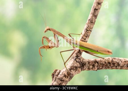 Praying Mantis (Tenodera aridifolia sinensis) on a natural green background Stock Photo