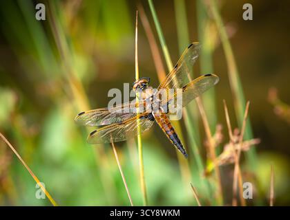 Macro of a newly emerged dragonfly drying its wings. Stock Photo