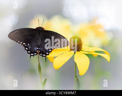 Macro of a spicebush swallowtail butterfly (papilio troilus) feeding on a yellow herbstonne rudbeckia flower. Stock Photo
