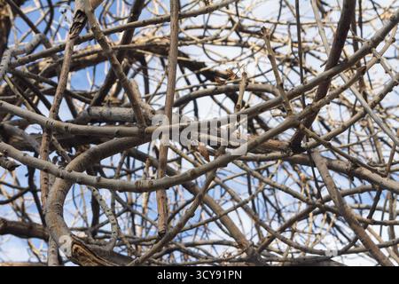 tree branches against blue sky Stock Photo
