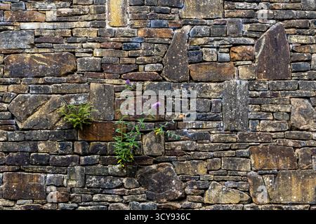 Stone wall with wild plants growing from the gaps Stock Photo
