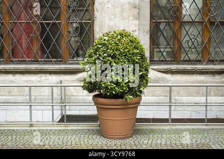 Green trimmed bush city decoration close up Stock Photo Alamy
