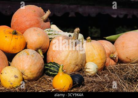 Pumpkins on straw at farm. Autumn harvest scene outdoors. Seasonal vegetables stored after picking. Rural agriculture concept. Stock Photo