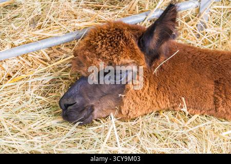 Adorable close-up of a dark reddish-brown alpaca or llama baby (cria) with a black muzzle, lying down and resting comfortably on dry straw. Stock Photo